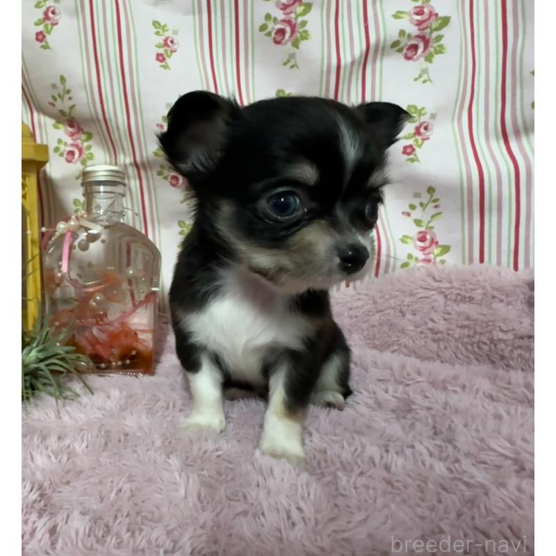 販売中の福岡県のチワワ(ロングコート)-426613の3枚目