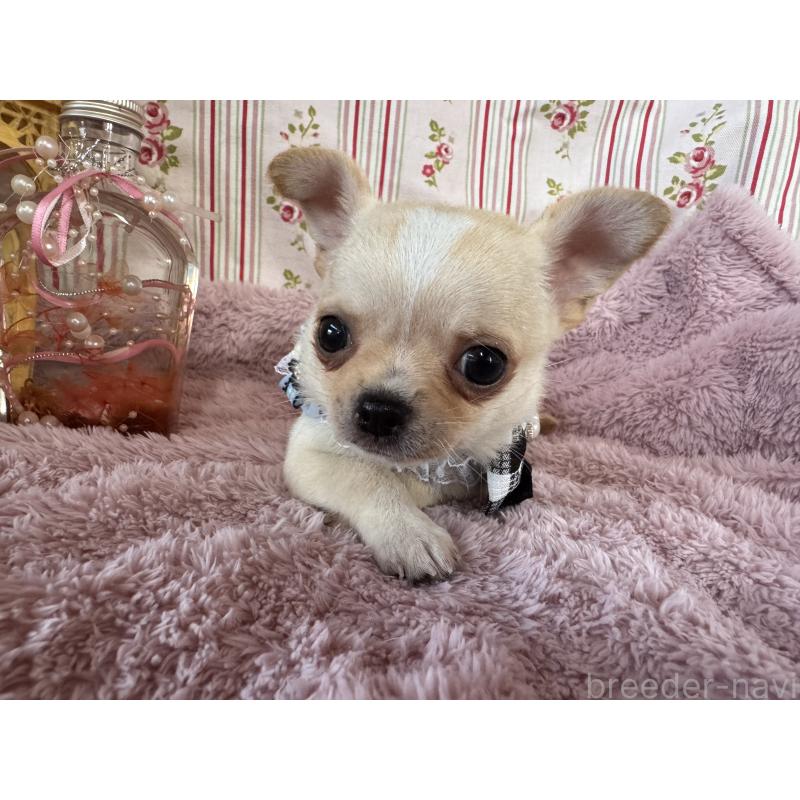 販売中の福岡県のチワワ(スムースコート)-426616