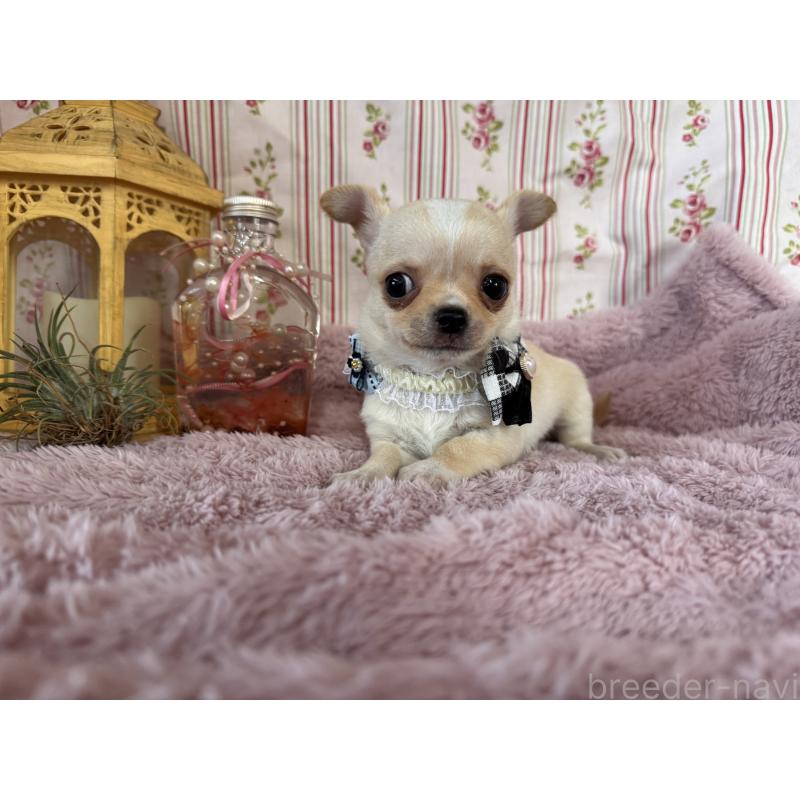 成約済の福岡県のチワワ(スムースコート)-426616の22枚目