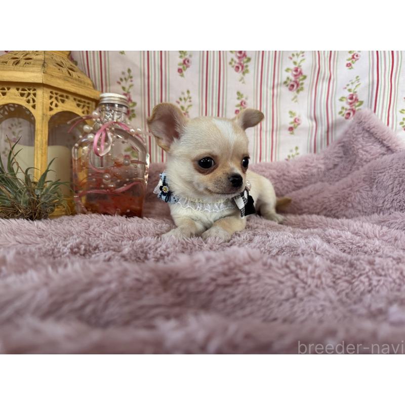 成約済の福岡県のチワワ(スムースコート)-426616の21枚目