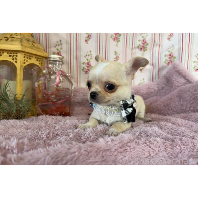 成約済の福岡県のチワワ(スムースコート)-426616の20枚目