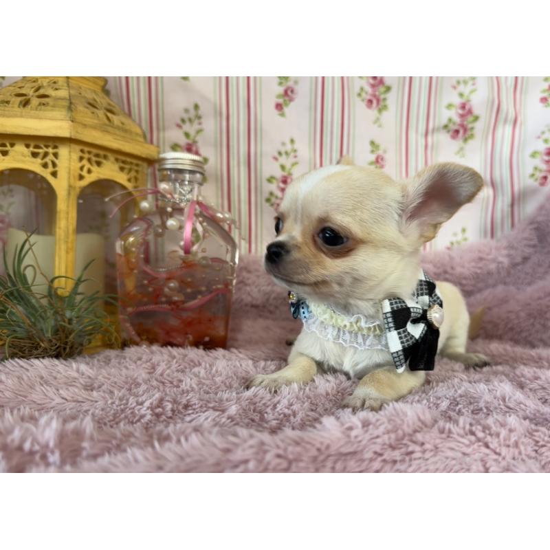 成約済の福岡県のチワワ(スムースコート)-426616の19枚目