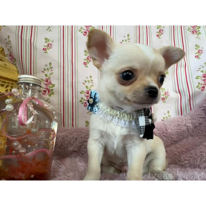 成約済の福岡県のチワワ(スムースコート)-426616の17枚目