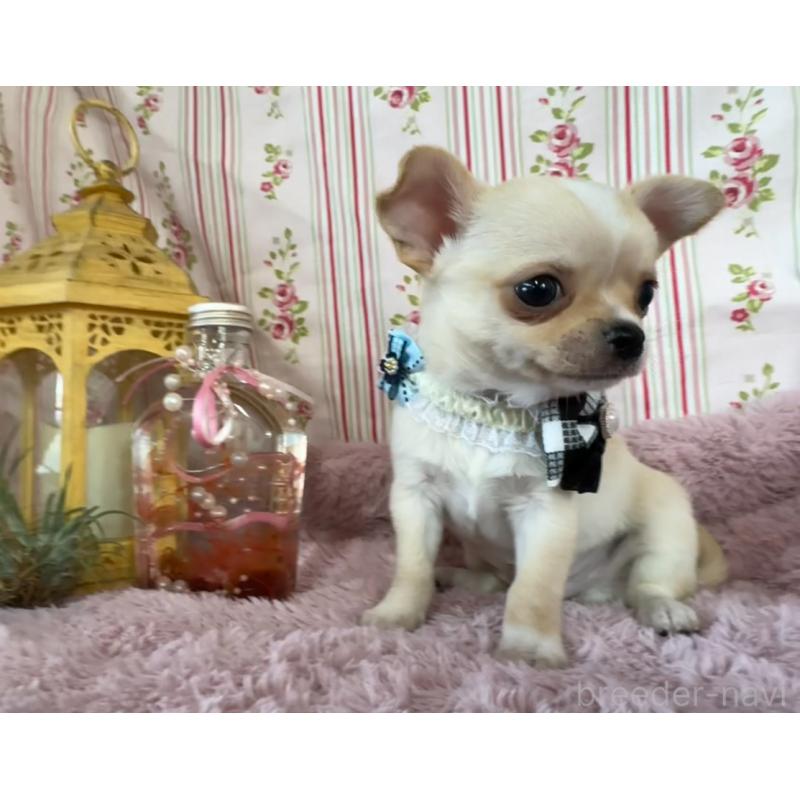 成約済の福岡県のチワワ(スムースコート)-426616の16枚目