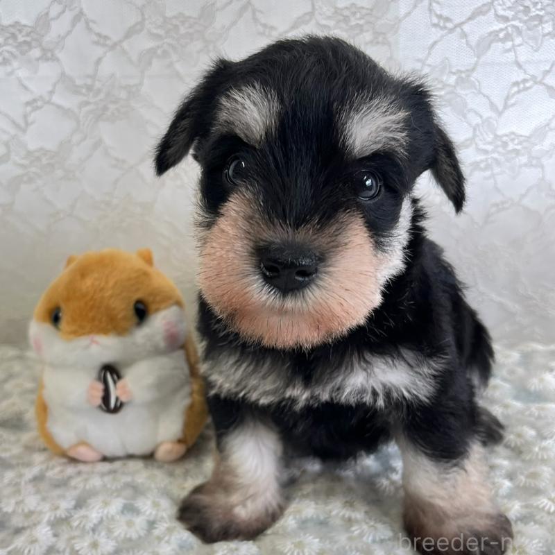 販売中の岡山県のミニチュアシュナウザー-426615