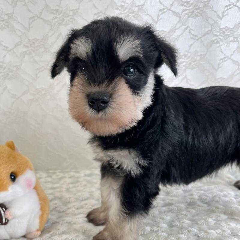 販売中の岡山県のミニチュアシュナウザー-426615の3枚目