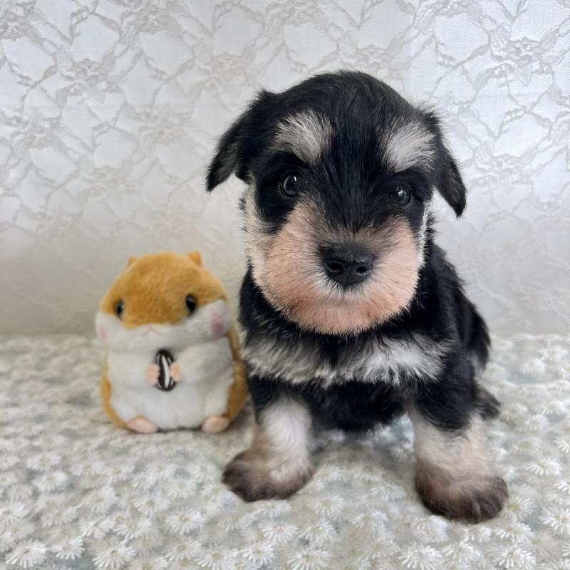 販売中の岡山県のミニチュアシュナウザー-426615の2枚目