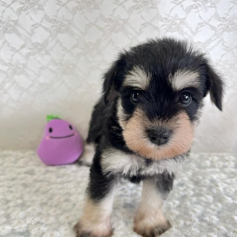 販売中の岡山県のミニチュアシュナウザー-426617の1枚目