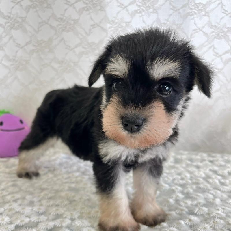 販売中の岡山県のミニチュアシュナウザー-426617の3枚目