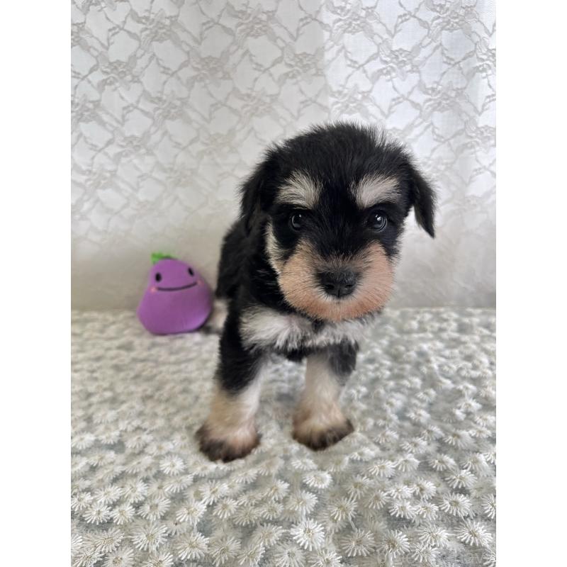 販売中の岡山県のミニチュアシュナウザー-426617の2枚目