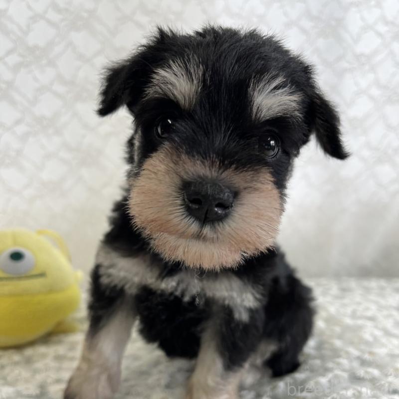 販売中の岡山県のミニチュアシュナウザー-426619