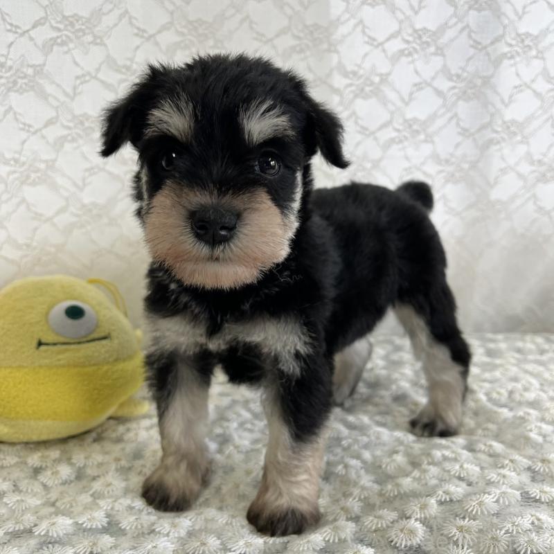 販売中の岡山県のミニチュアシュナウザー-426619の3枚目