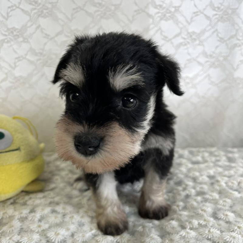 販売中の岡山県のミニチュアシュナウザー-426619の2枚目