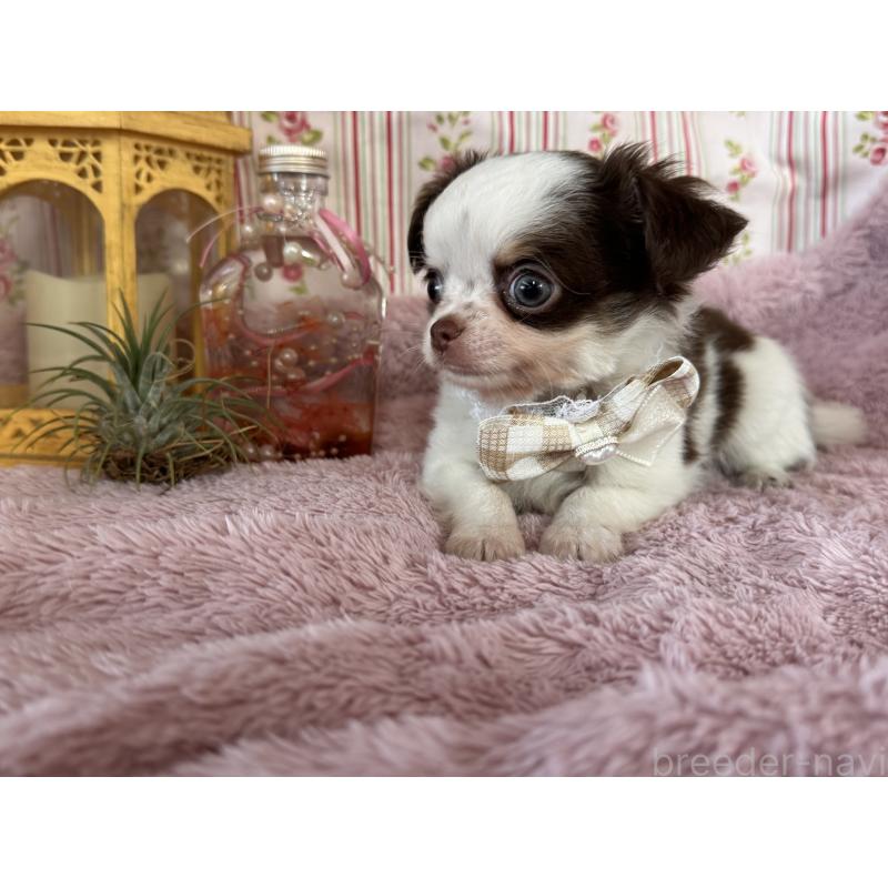 販売中の福岡県のチワワ(スムースコート)-426618の1枚目