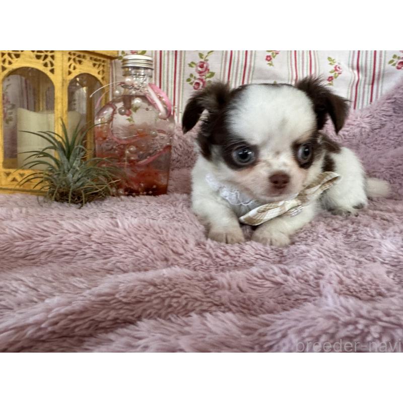 販売中の福岡県のチワワ(スムースコート)-426618の13枚目