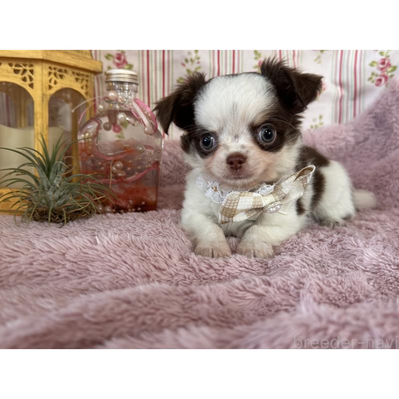 販売中の福岡県のチワワ(スムースコート)-426618の12枚目