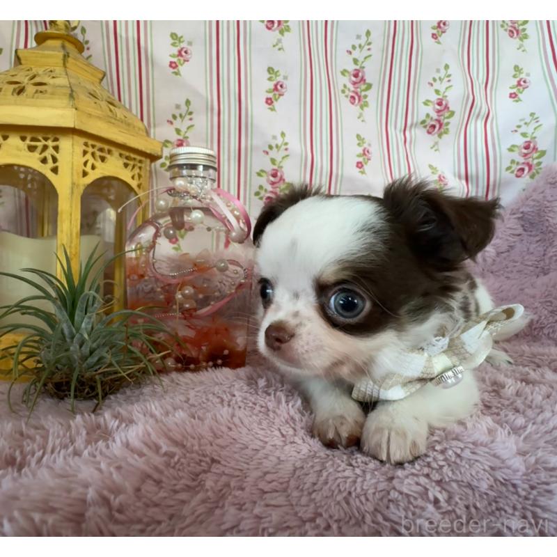 販売中の福岡県のチワワ(スムースコート)-426618の11枚目