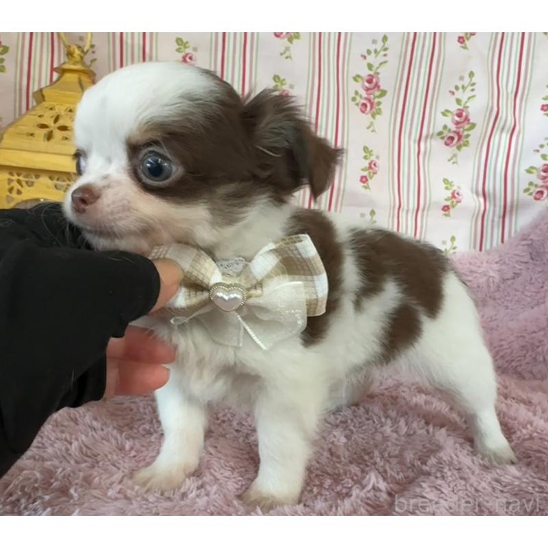 販売中の福岡県のチワワ(スムースコート)-426618の10枚目