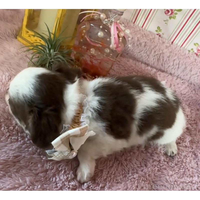 販売中の福岡県のチワワ(スムースコート)-426618の9枚目