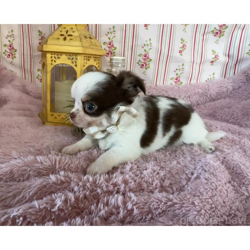 販売中の福岡県のチワワ(スムースコート)-426618の8枚目