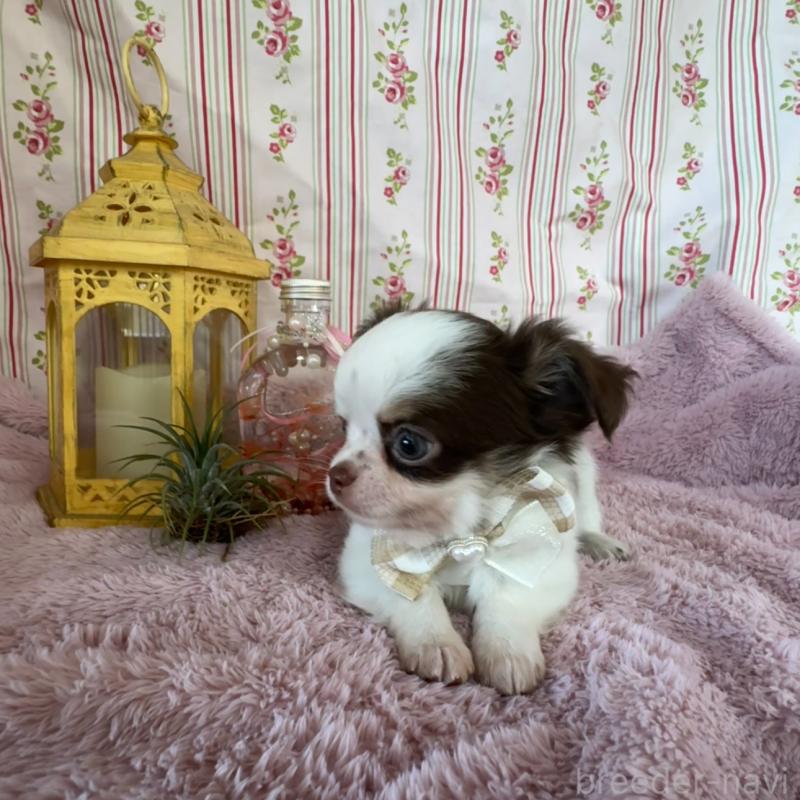 販売中の福岡県のチワワ(スムースコート)-426618の7枚目