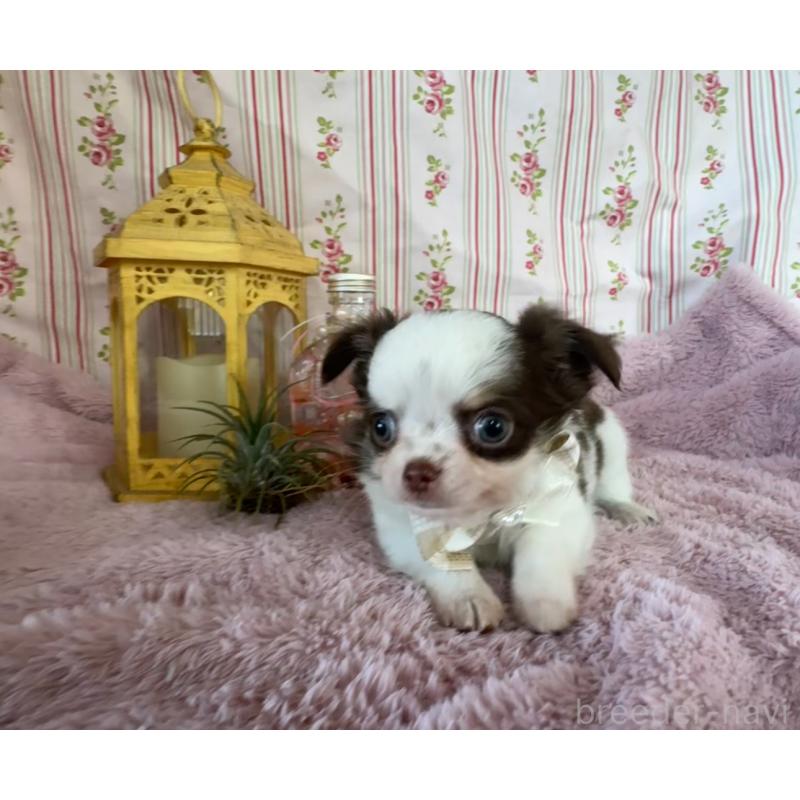 販売中の福岡県のチワワ(スムースコート)-426618の6枚目