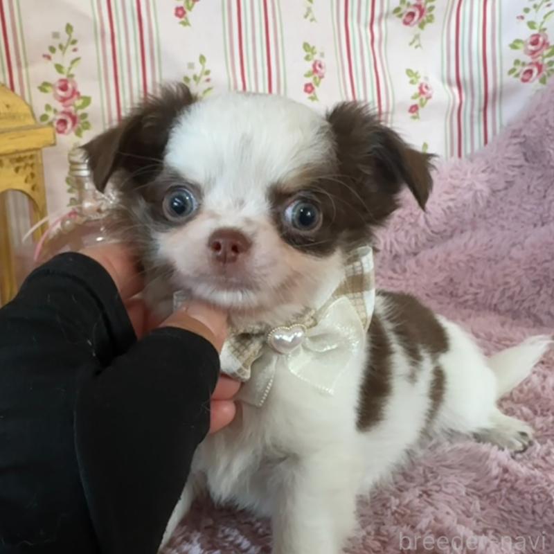 販売中の福岡県のチワワ(スムースコート)-426618の5枚目