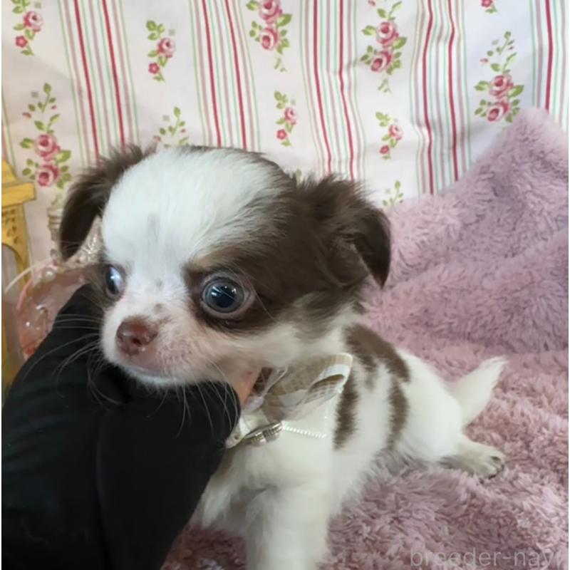 販売中の福岡県のチワワ(スムースコート)-426618の4枚目