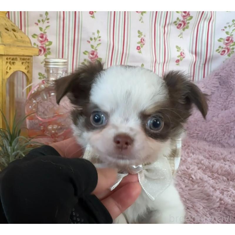 販売中の福岡県のチワワ(スムースコート)-426618の3枚目