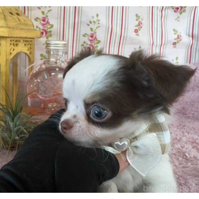 販売中の福岡県のチワワ(スムースコート)-426618の2枚目