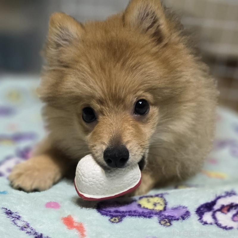 販売中の岡山県のポメラニアン-406319