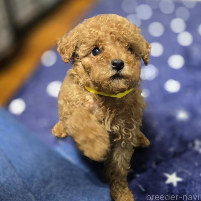 販売中の岡山県のトイプードル-419707の5枚目