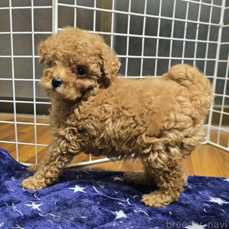 販売中の岡山県のトイプードル-419707の4枚目