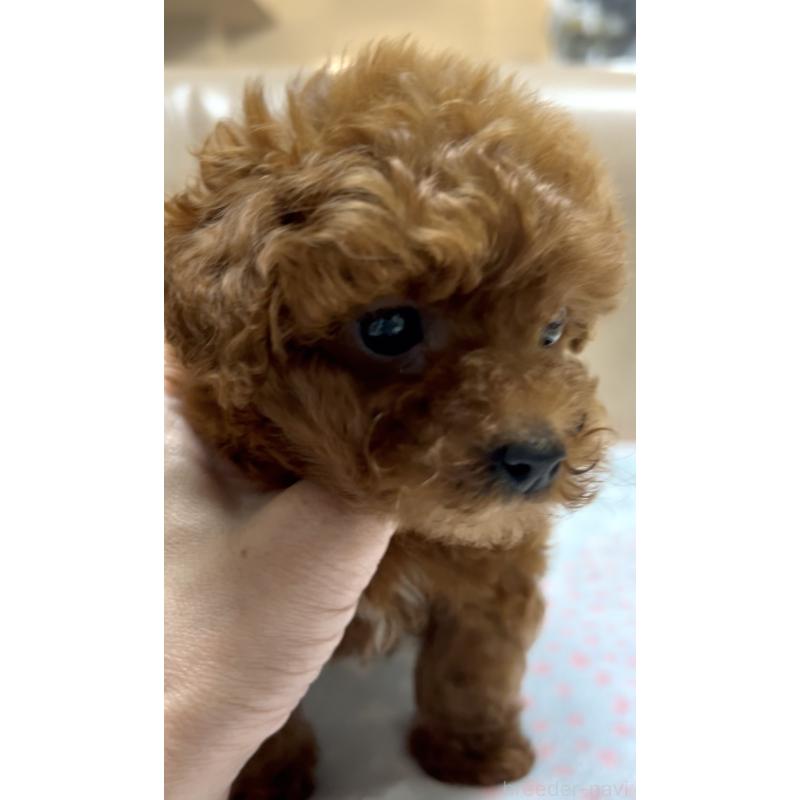 販売中の奈良県のタイニープードル-426474の13枚目