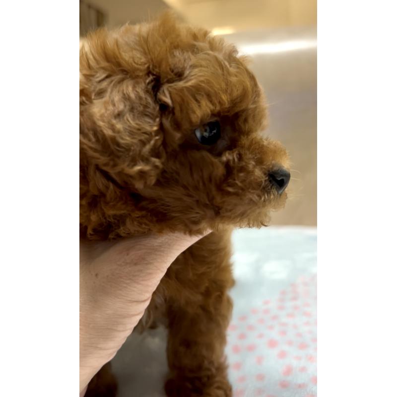 販売中の奈良県のタイニープードル-426474の12枚目