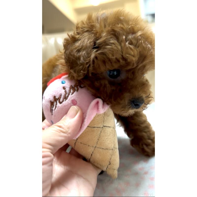 販売中の奈良県のタイニープードル-426474の11枚目