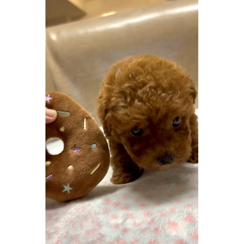 販売中の奈良県のタイニープードル-426474の10枚目