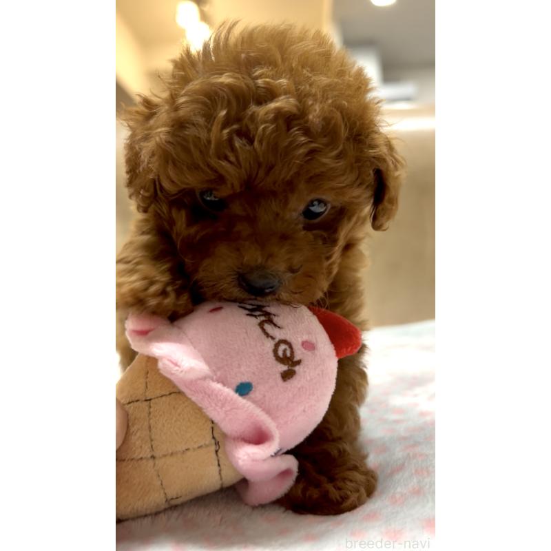 販売中の奈良県のタイニープードル-426474の9枚目