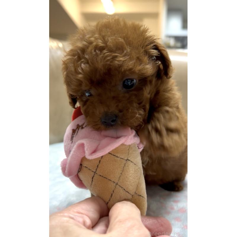 販売中の奈良県のタイニープードル-426474の8枚目