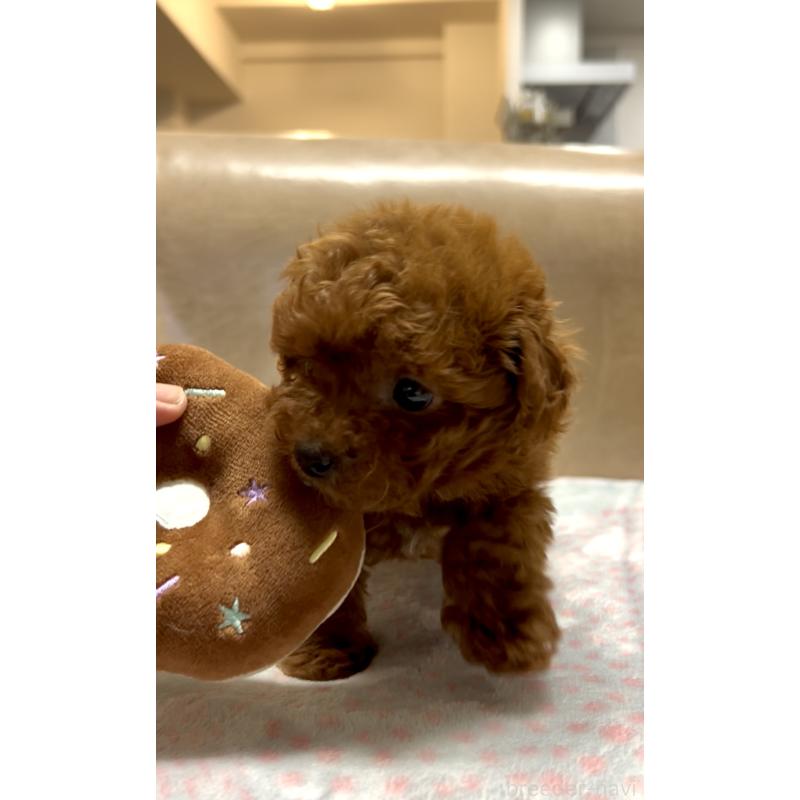 販売中の奈良県のタイニープードル-426474の7枚目