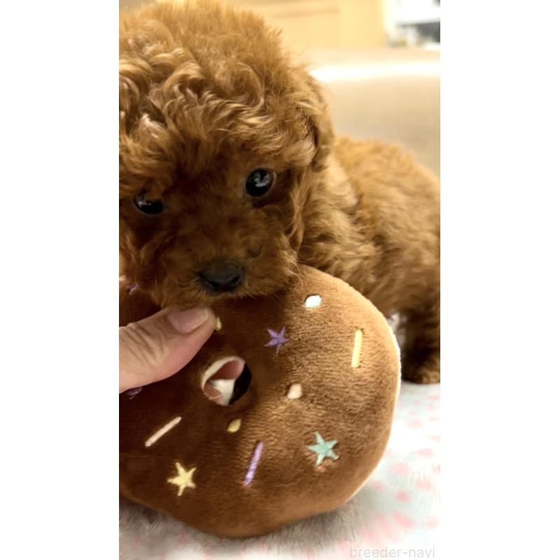 販売中の奈良県のタイニープードル-426474の6枚目