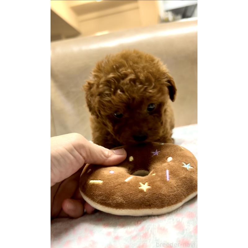 販売中の奈良県のタイニープードル-426474の5枚目