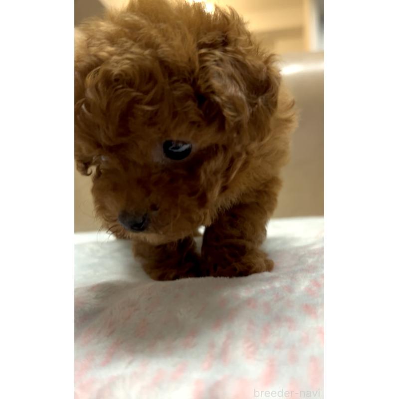 販売中の奈良県のタイニープードル-426474の4枚目