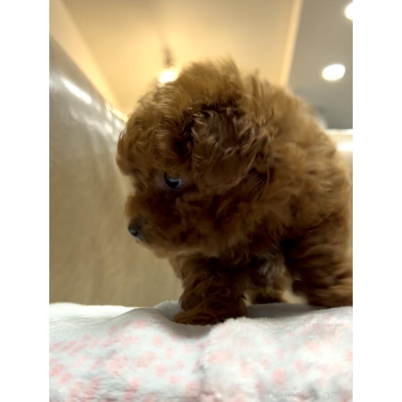 販売中の奈良県のタイニープードル-426474の3枚目