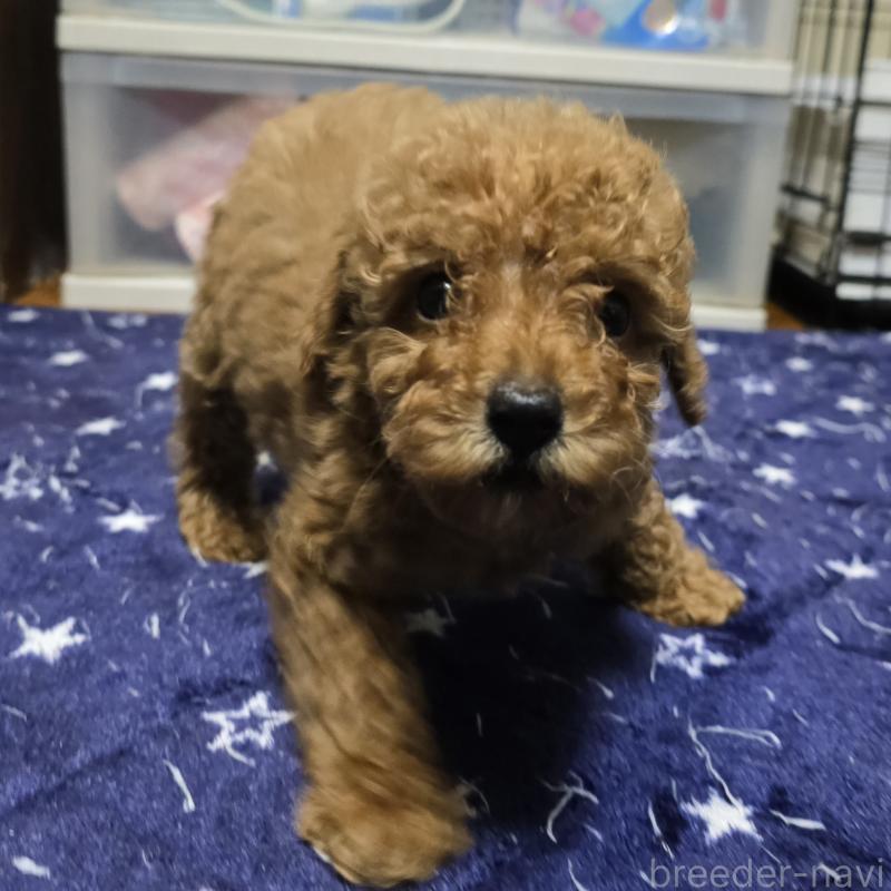 成約済の岡山県のトイプードル-419706の1枚目