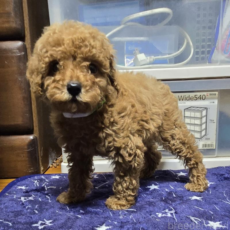 成約済の岡山県のトイプードル-419706の2枚目