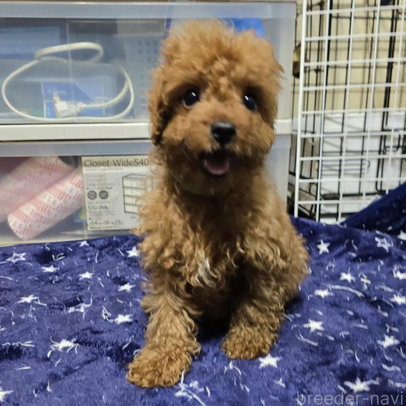 販売中の岡山県のトイプードル-411590の6枚目