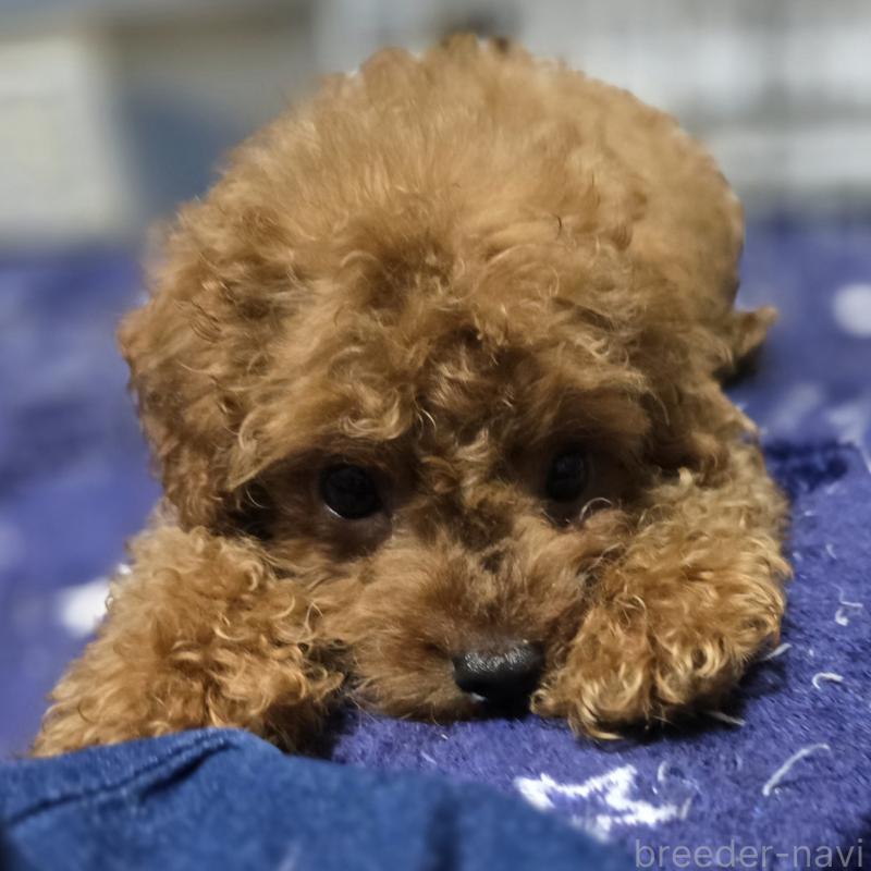 販売中の岡山県のトイプードル-411590の5枚目