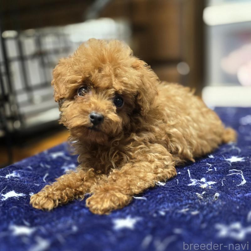 販売中の岡山県のトイプードル-411591の9枚目