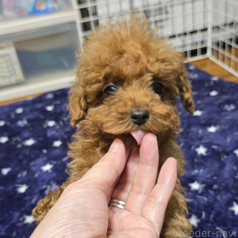 販売中の岡山県のトイプードル-411591の8枚目